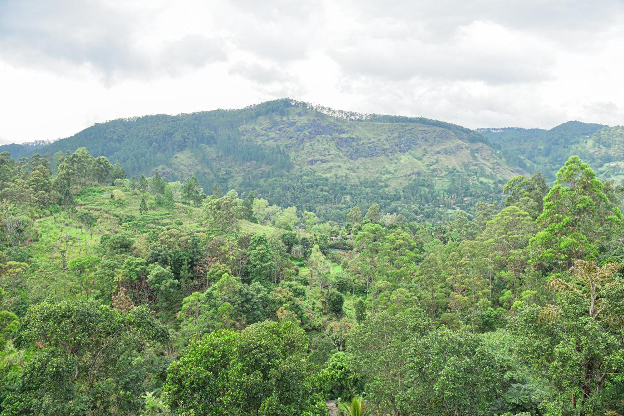 فندق Tea Hills إيلا المظهر الخارجي الصورة
