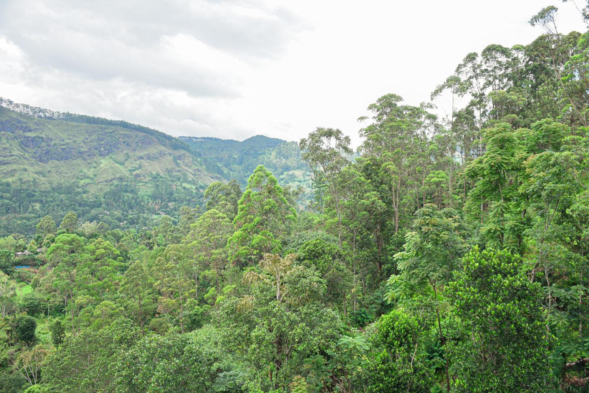 فندق Tea Hills إيلا المظهر الخارجي الصورة