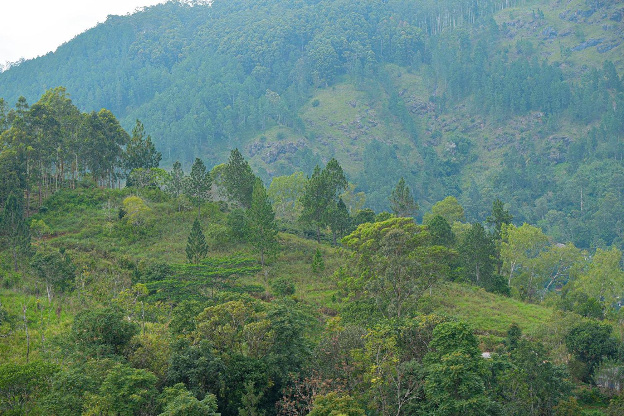 فندق Tea Hills إيلا المظهر الخارجي الصورة